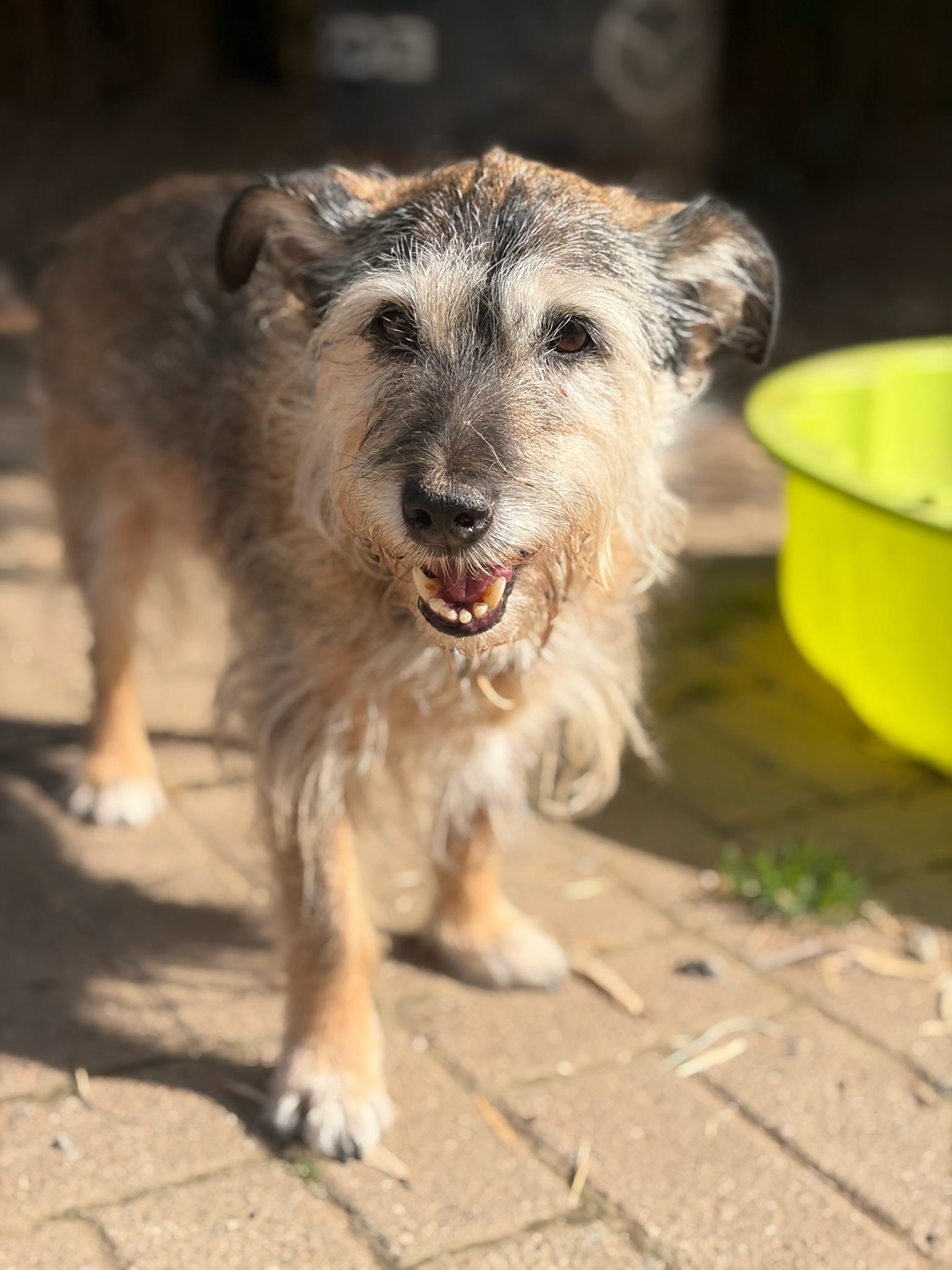 Danny Zorro Dogsavior Aug26 3