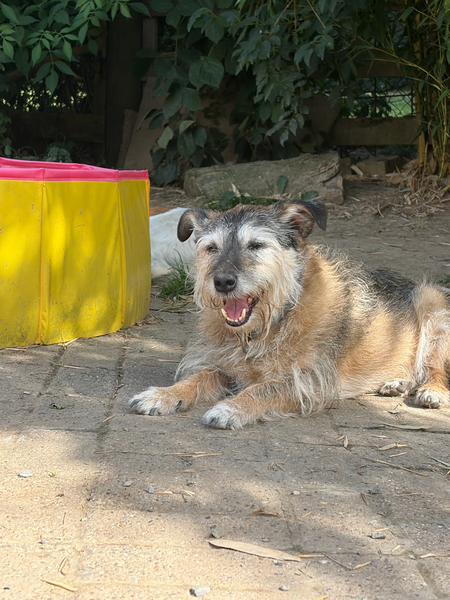 Danny Zorro Dogsavior Aug26 4