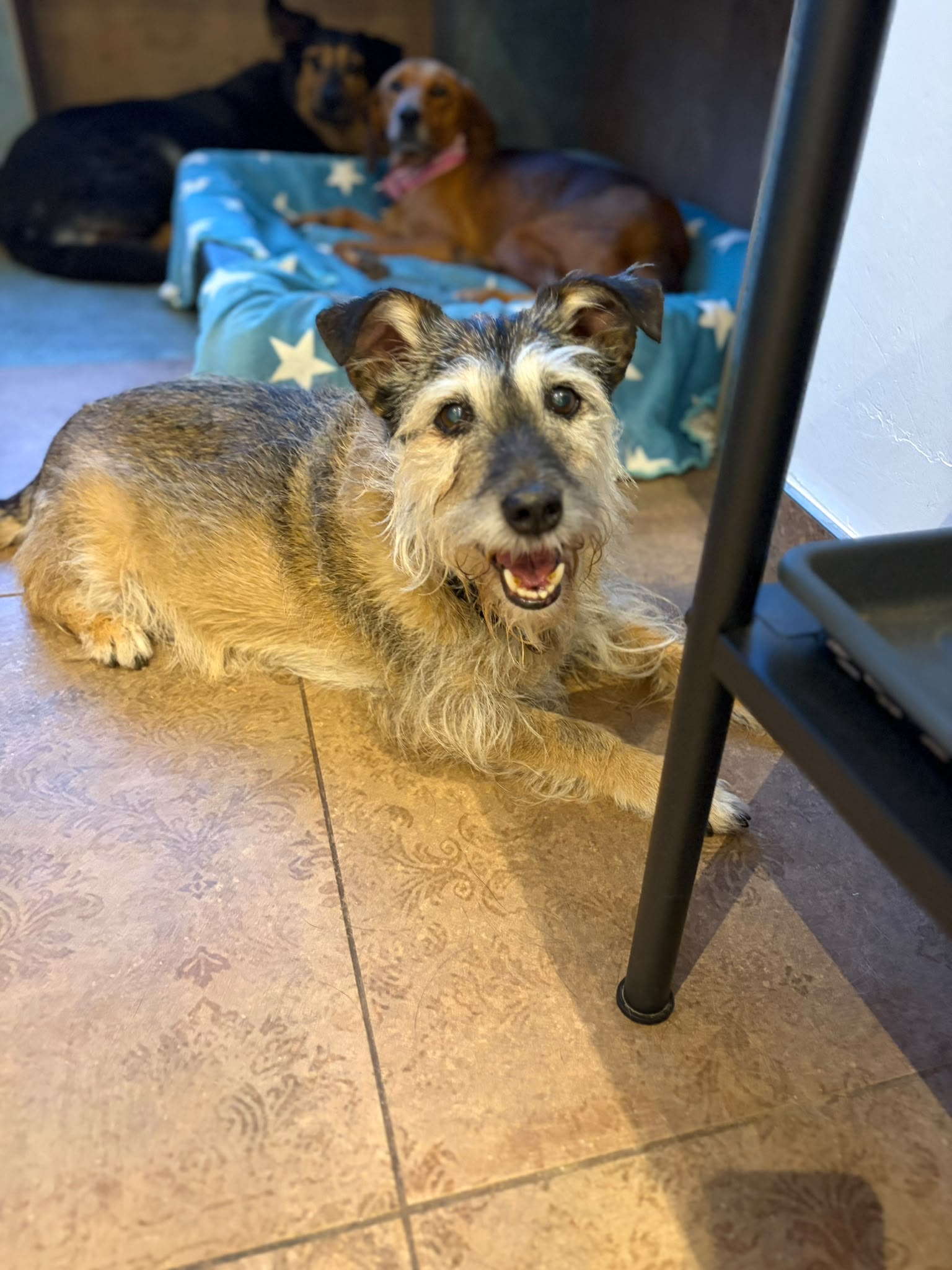 Danny Zorro Dogsavior Aug26 5