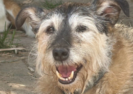 Danny Zorro Dogsavior Aug26 Beitragsbild
