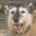 Danny Zorro Dogsavior Aug26 Beitragsbild