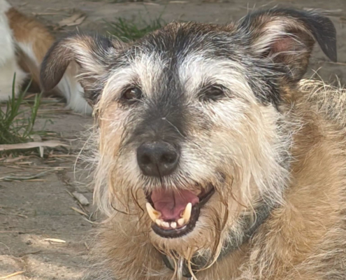 Danny Zorro Dogsavior Aug26 Beitragsbild