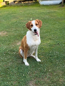 Happy sitzt auf einer Wiese und streckt die Zunge heraus