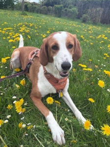 Happy liegt auf einer Blumenwiese