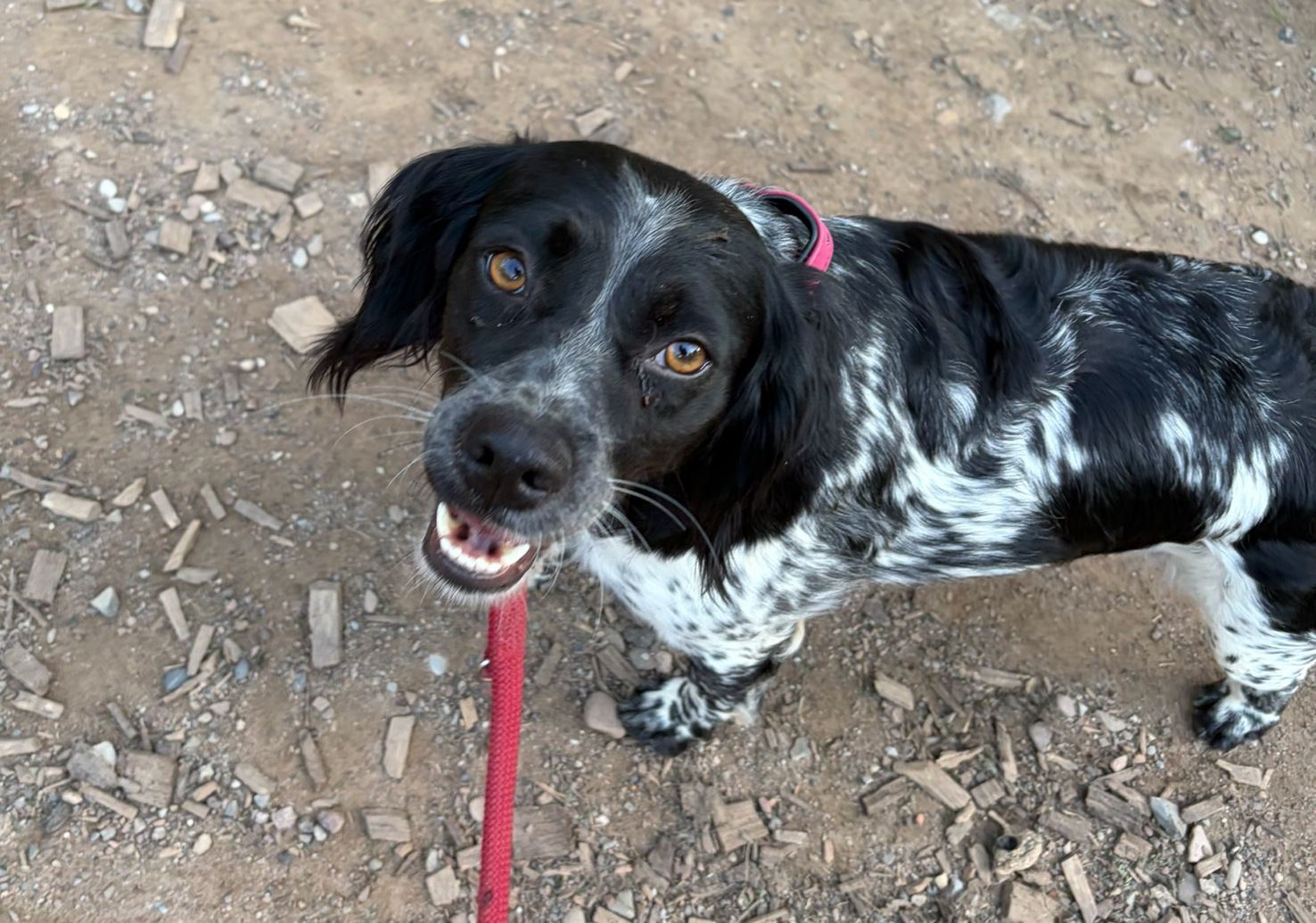 Holly Zorro Dogsavior Sep26 1