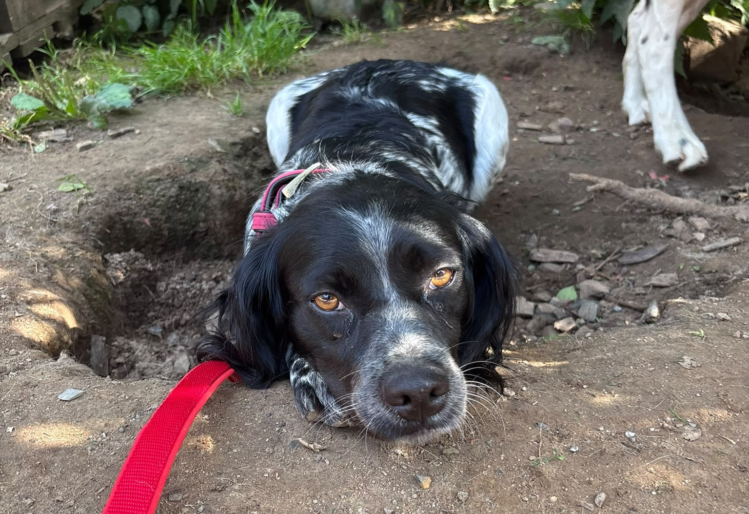 Holly Zorro Dogsavior Sep26 2