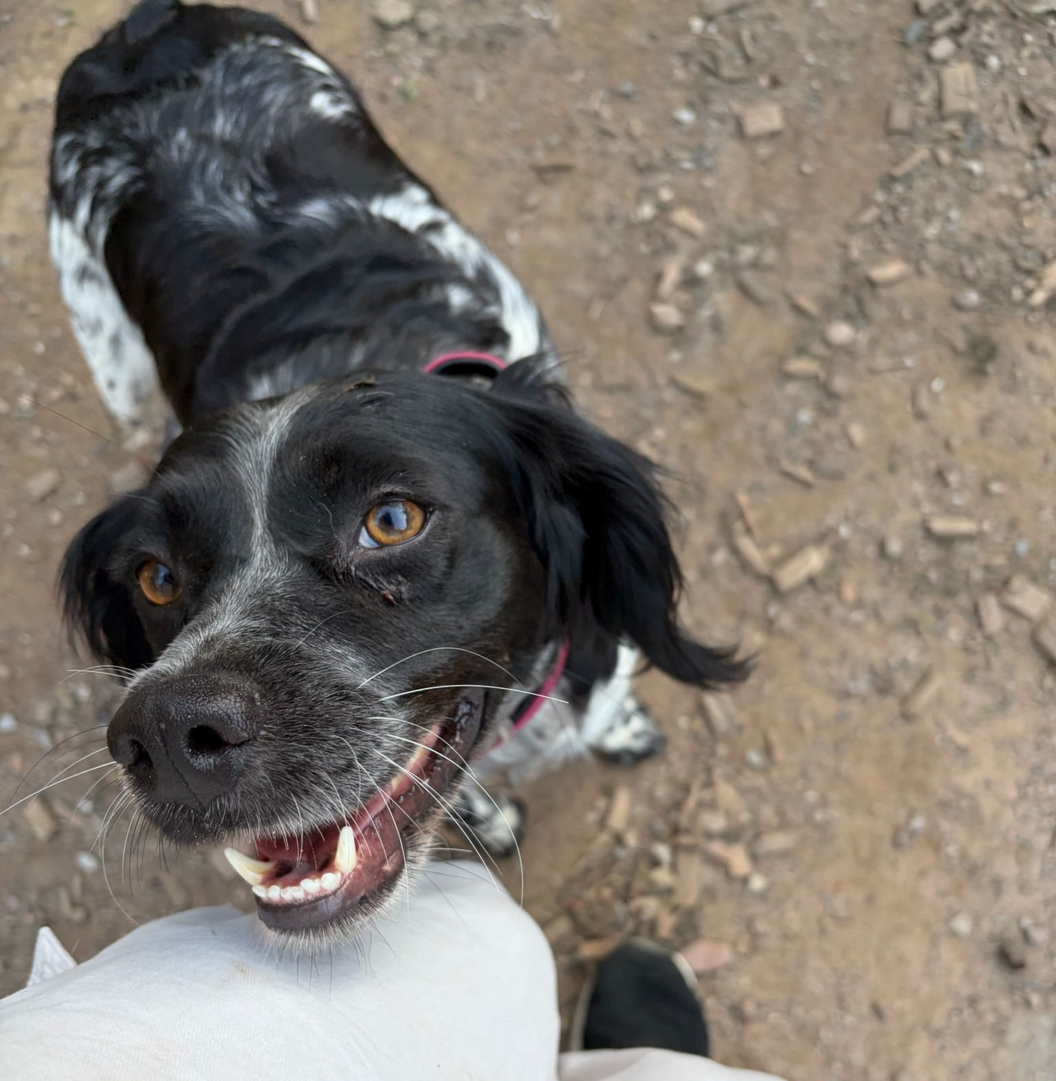 Holly Zorro Dogsavior Sep26 3
