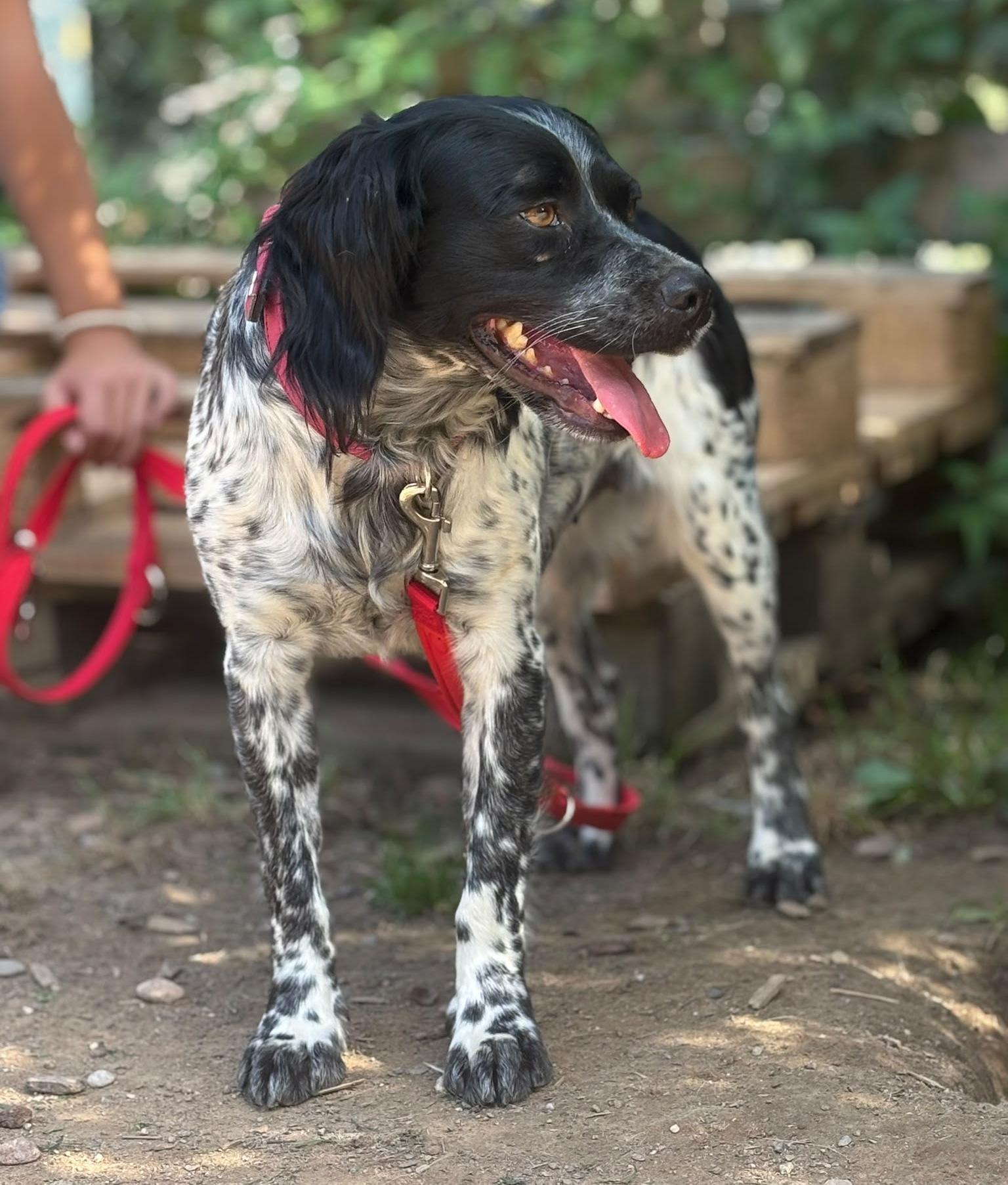 Holly Zorro Dogsavior Sep26 4