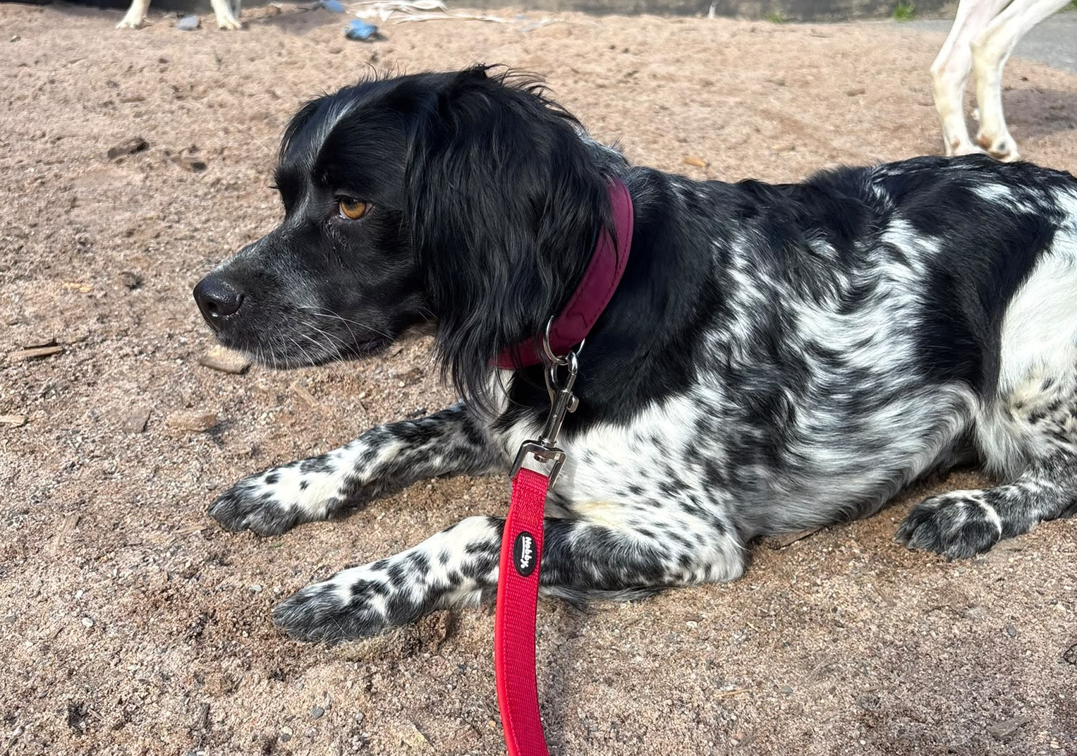 Holly Zorro Dogsavior Sep26 5
