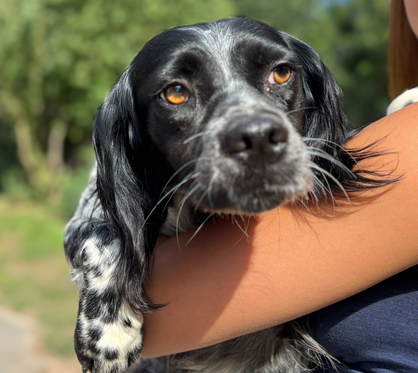 Holly Zorro Dogsavior Sep26 6