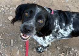 Holly Zorro Dogsavior Sep26 Beitragsbild
