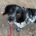Holly Zorro Dogsavior Sep26 Beitragsbild
