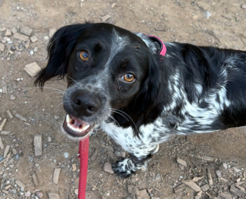 Holly Zorro Dogsavior Sep26 Beitragsbild