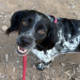Holly Zorro Dogsavior Sep26 Beitragsbild