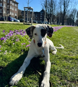 Lefty liegt auf einer Blumenwiese und schaut aufmerksam in die Kamrea