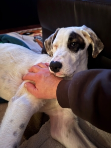 Lefty wird auf dem Sofa gekuschelt und schaut in die Kamera