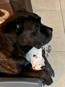 Lefty kuschelt mit Hundekumpel