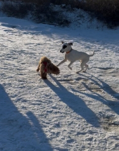 Lefty spielt mit Hundekumpel im Schnee