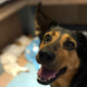 Lucy Zorro Dogsavior Aug26 Beitragsbild