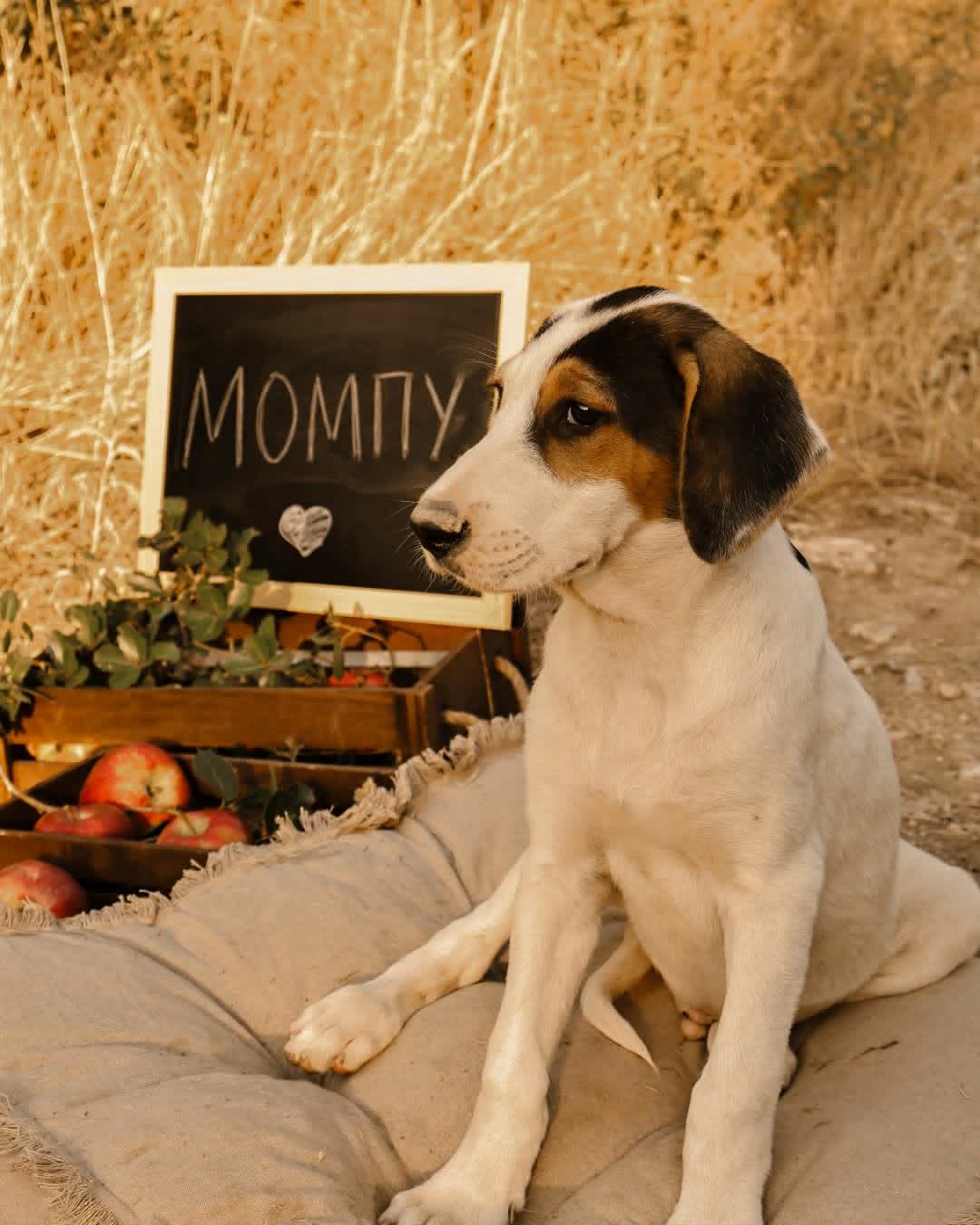 Moby Zorro Dogsavior Aug26 4