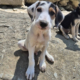 Moby Zorro Dogsavior Aug26 Beitragsbild