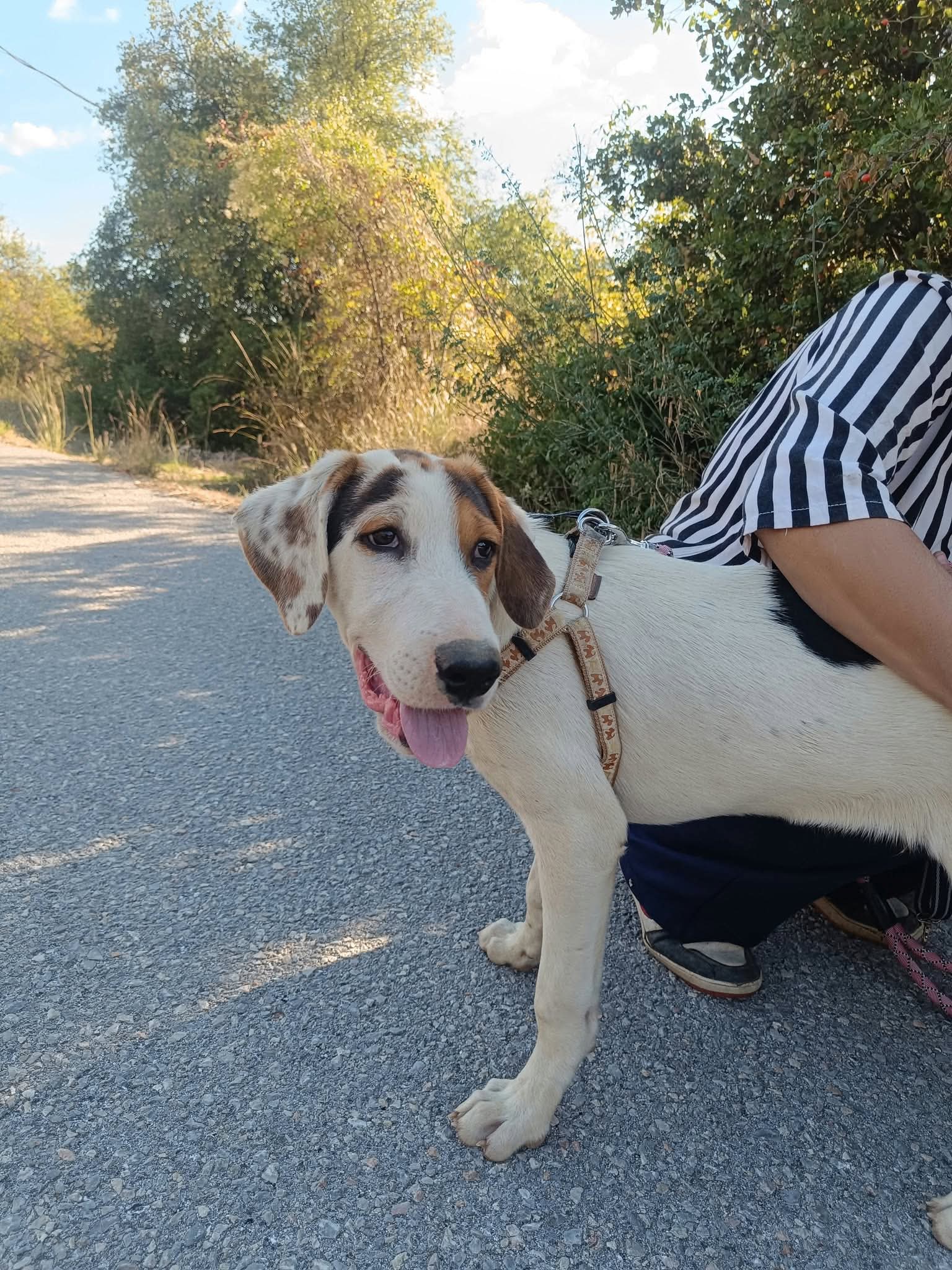 Moby Zorro Dogsavior Okt26 2
