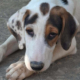 Moby Zorro Dogsavior Sep26 Beitragsbild