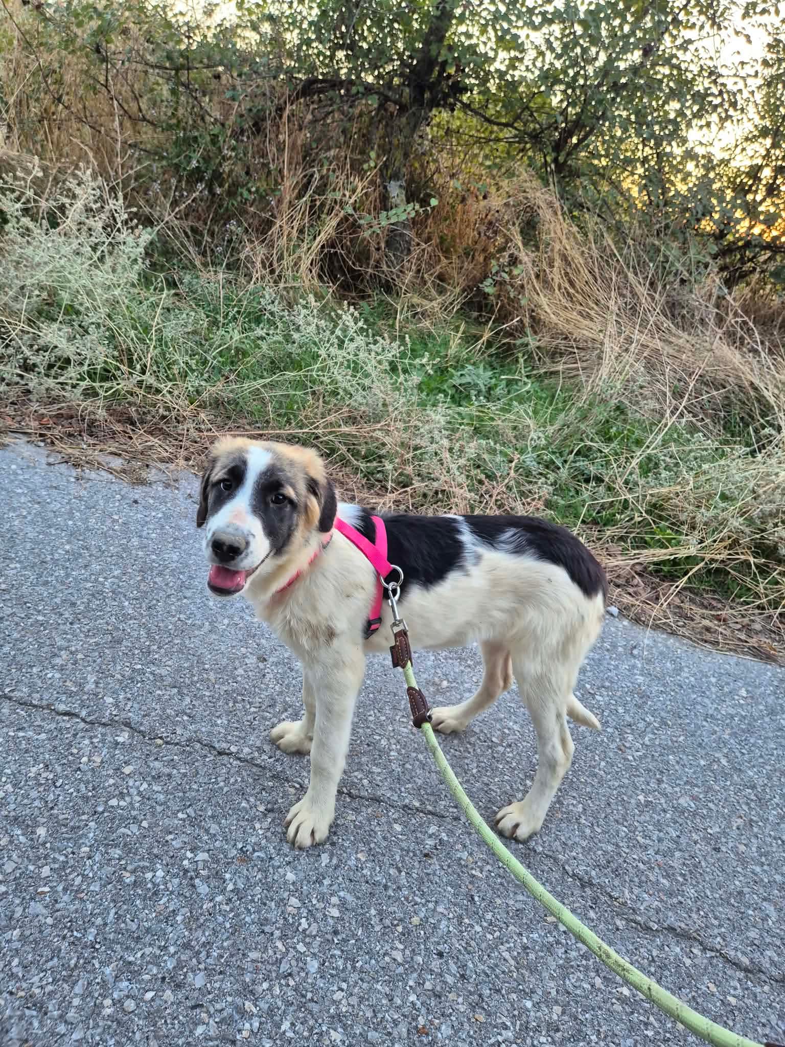 Pata Zorro Dogsavior Okt26 1