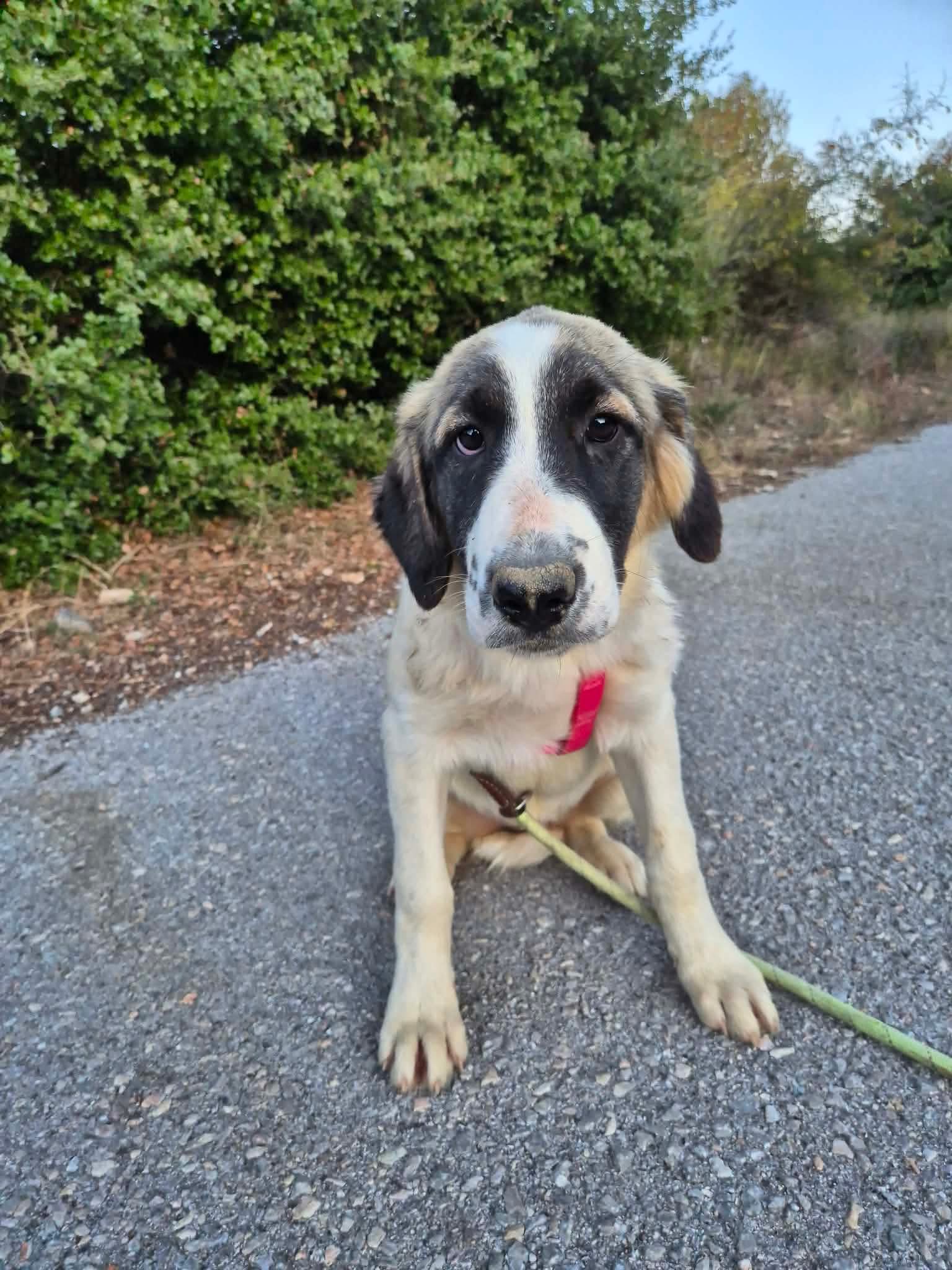 Pata Zorro Dogsavior Okt26 2