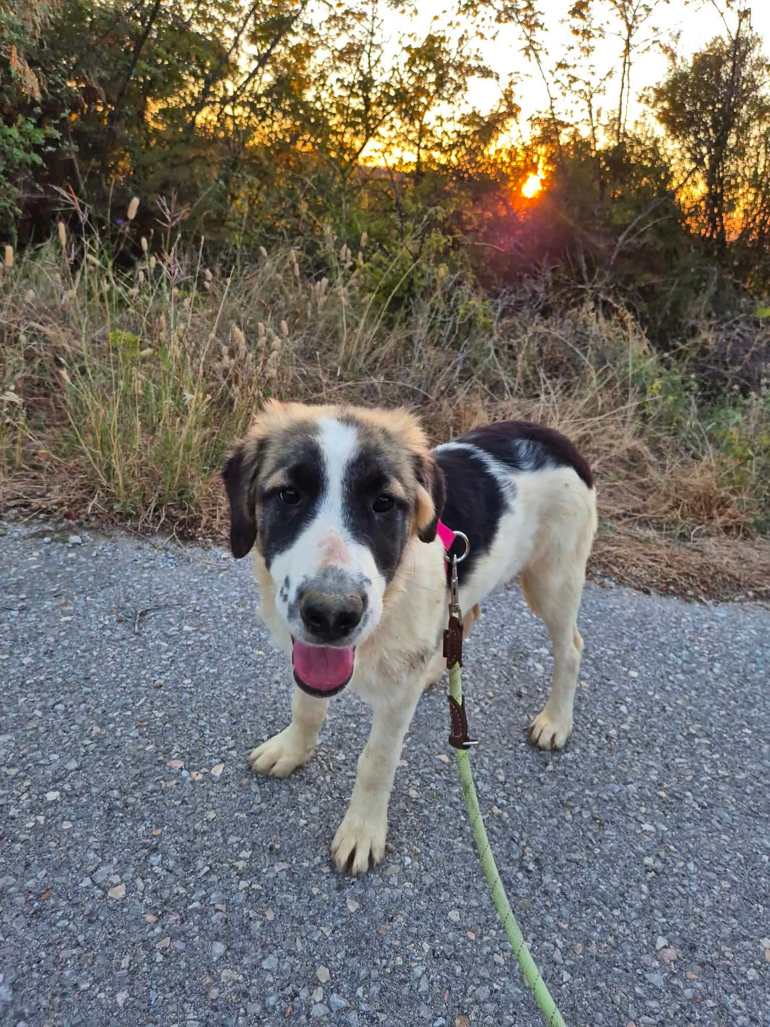 Pata Zorro Dogsavior Okt26 3