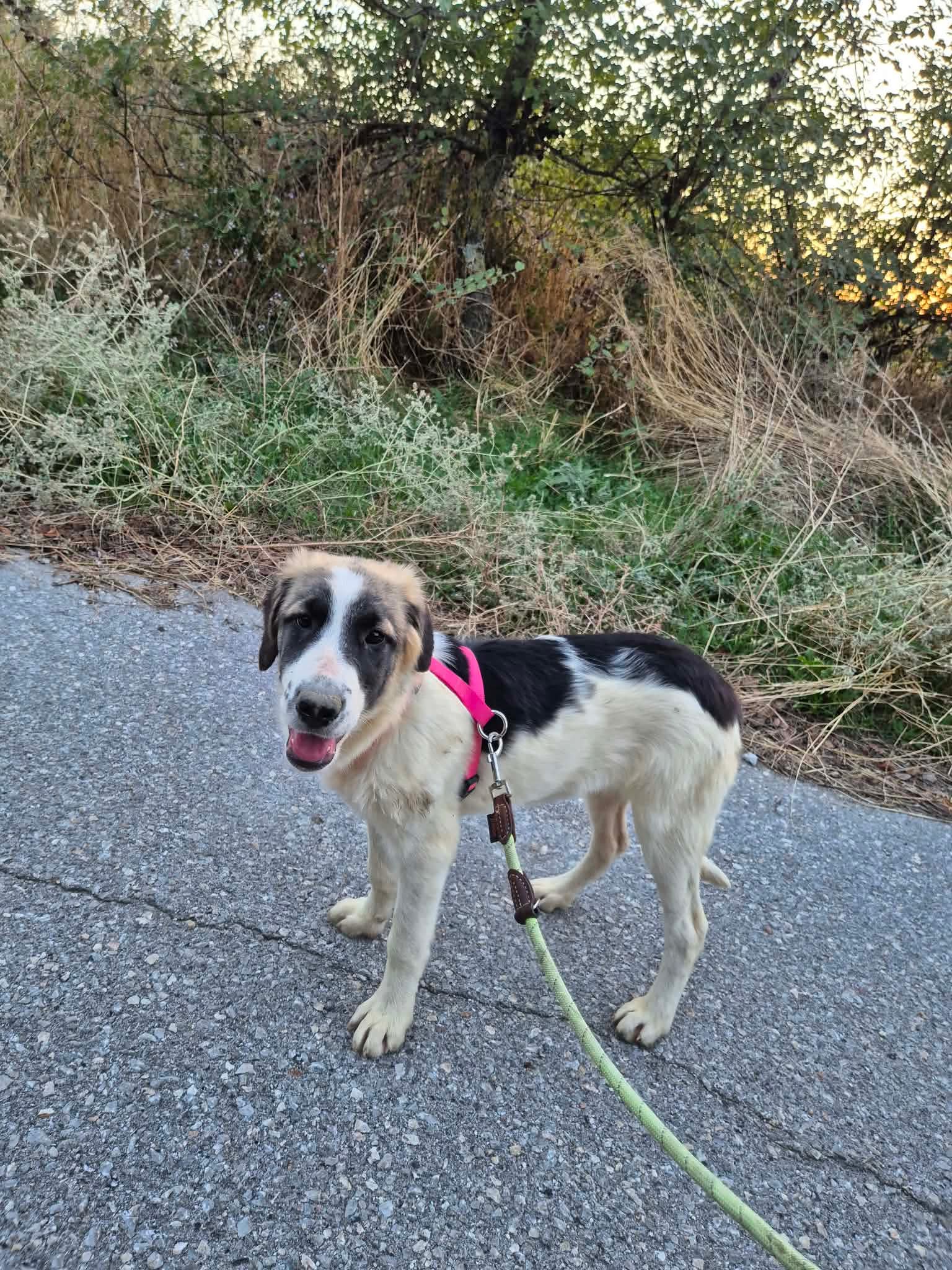 Pata Zorro Dogsavior Okt26 4