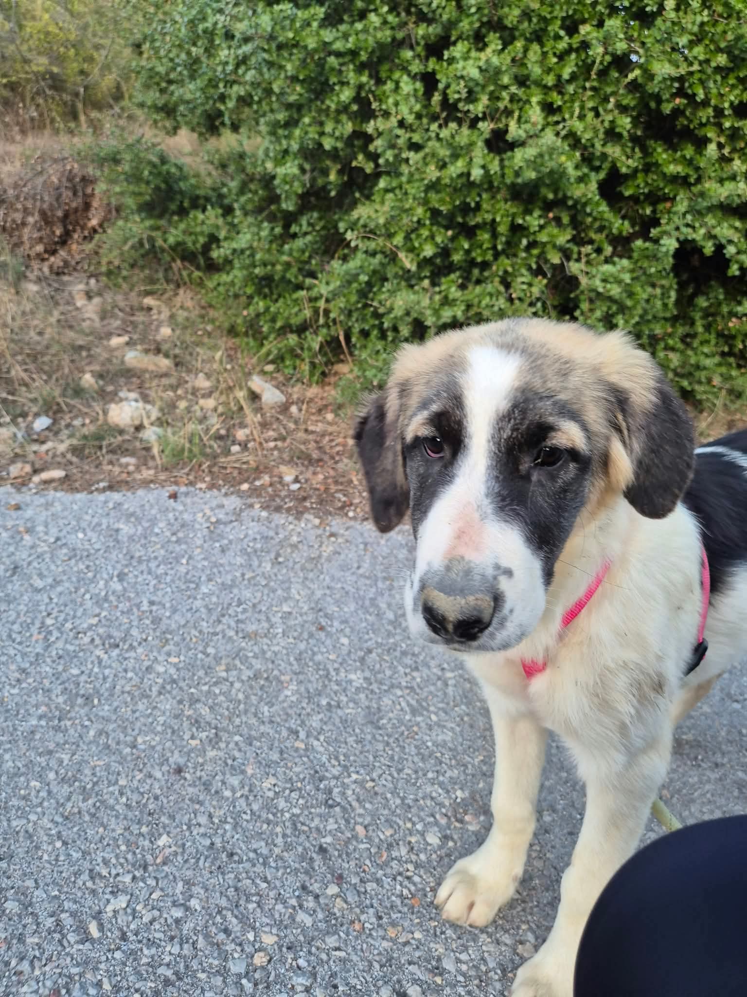 Pata Zorro Dogsavior Okt26 5