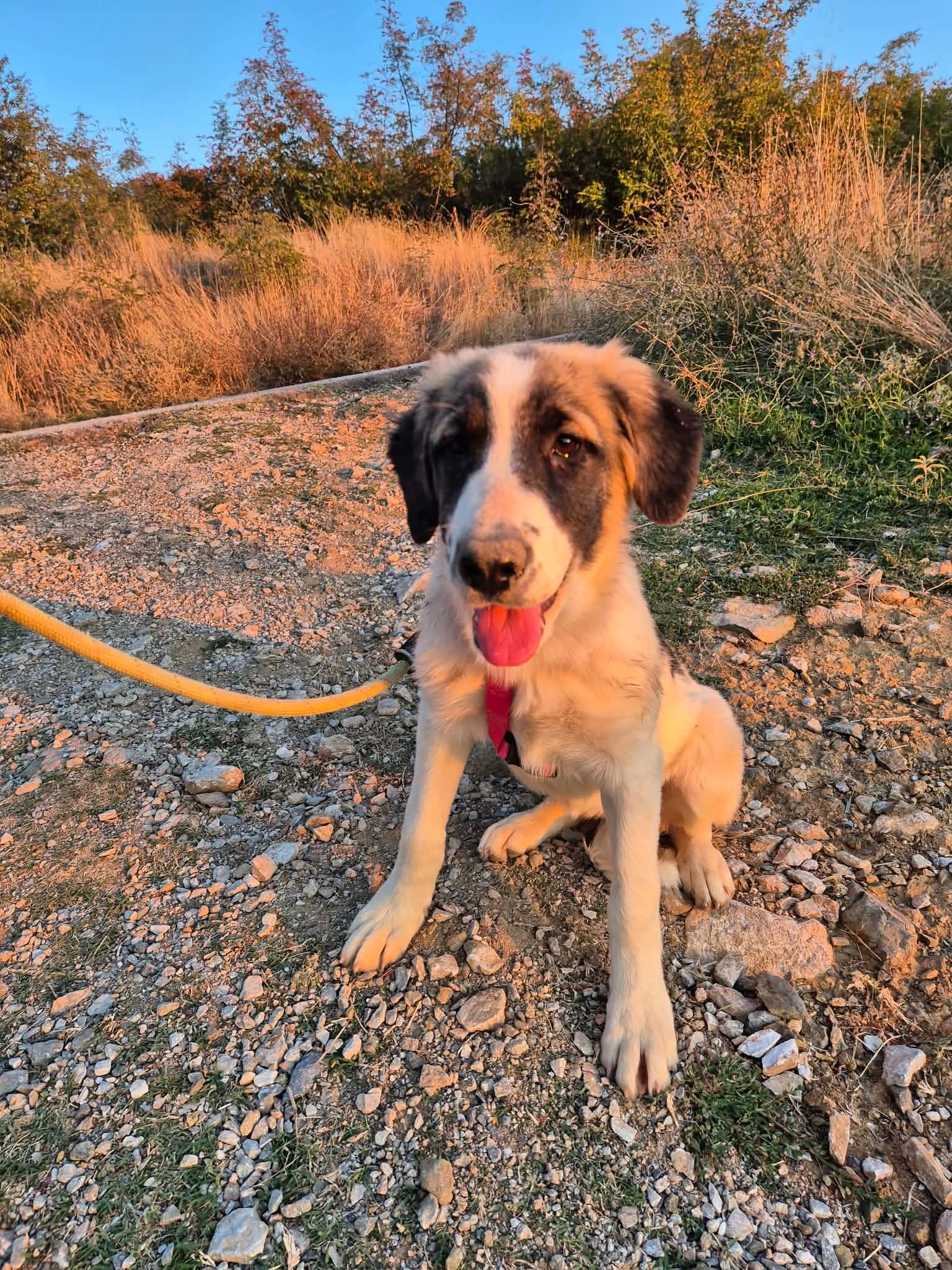 Pata Zorro Dogsavior Sep26 1