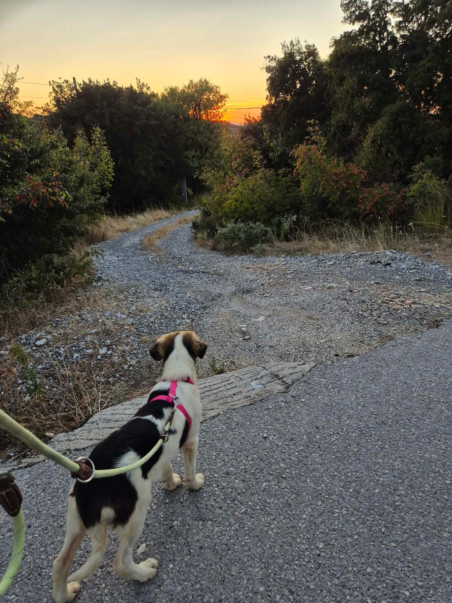 Pata Zorro Dogsavior Sep26 2