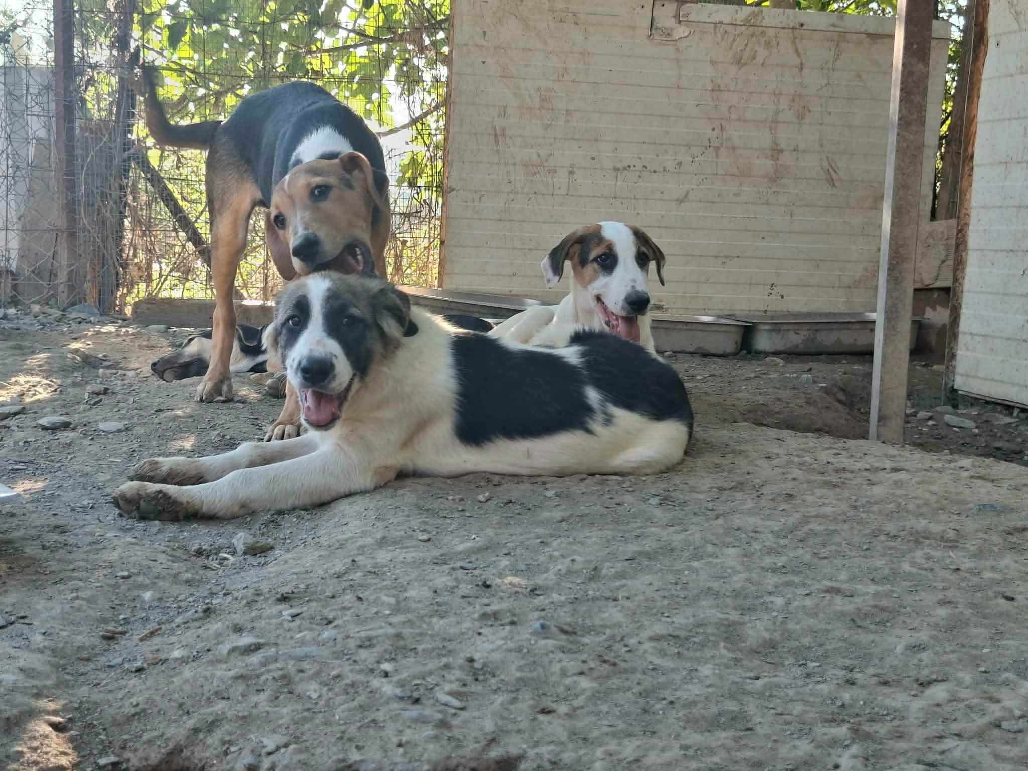 Pata Zorro Dogsavior Sep26 5