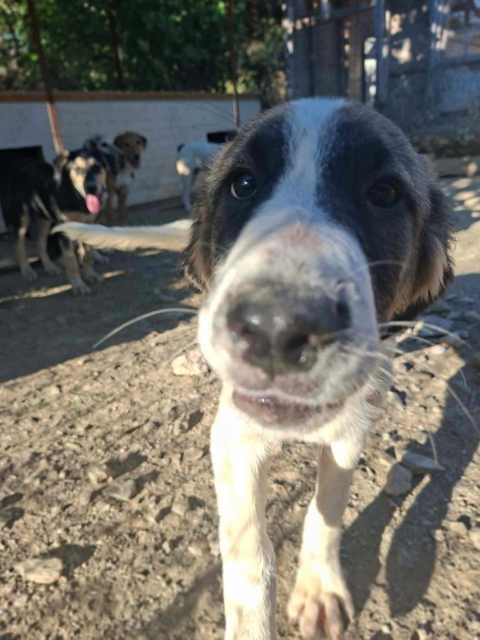 Pata Zorro Dogsavior Sep26 6