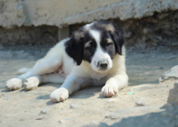 Pata Zorro Dogsavior Aug26 Beitragsbild