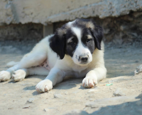 Pata Zorro Dogsavior Aug26 Beitragsbild