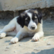 Pata Zorro Dogsavior Aug26 Beitragsbild