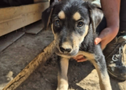 Patatoufa Zorro Dogsavior Aug26 Beitragsbild