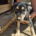 Patatoufa Zorro Dogsavior Aug26 Beitragsbild
