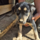 Patatoufa Zorro Dogsavior Aug26 Beitragsbild