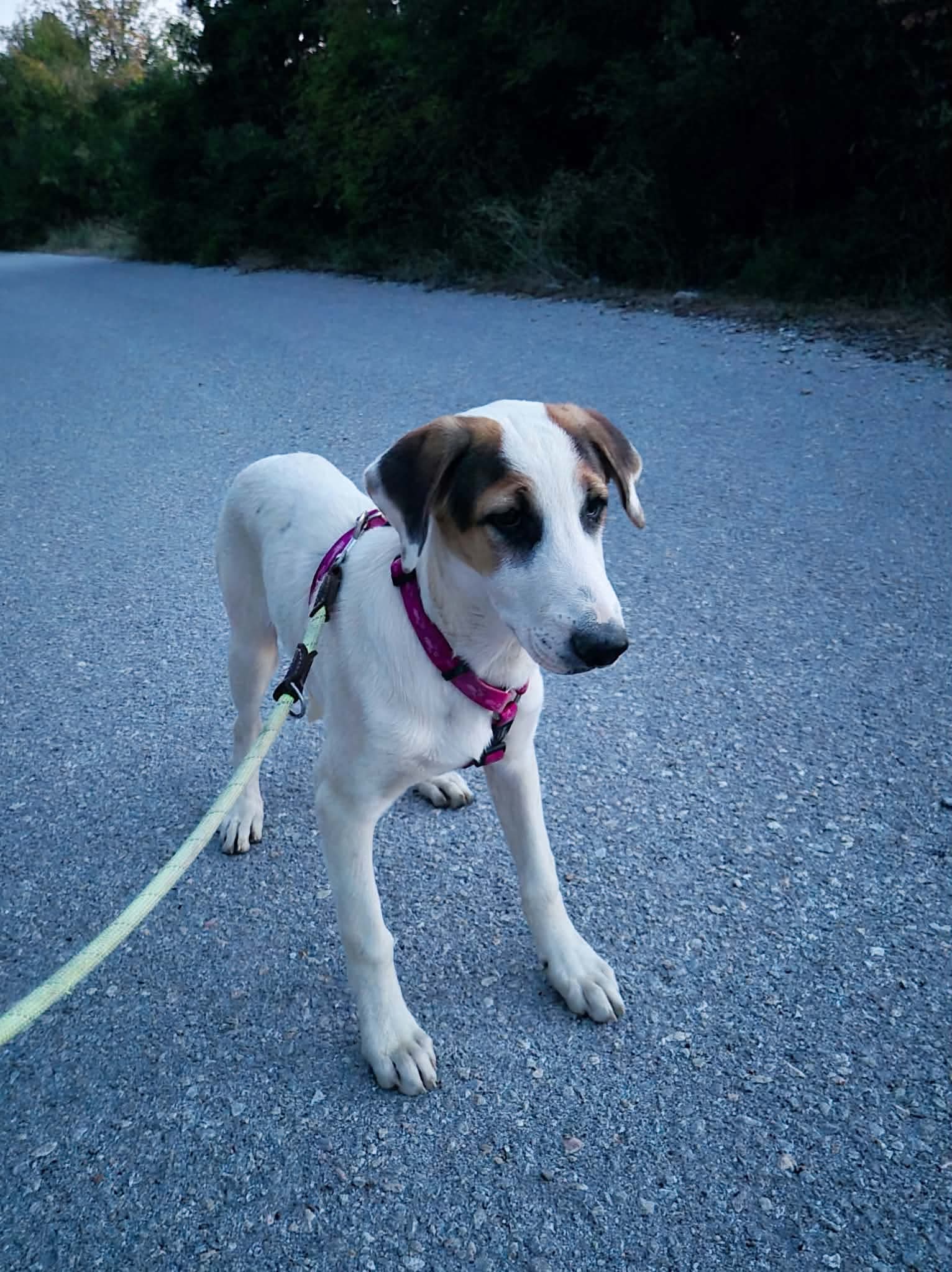 Pepi Zorro Dogsavior Okt26 1