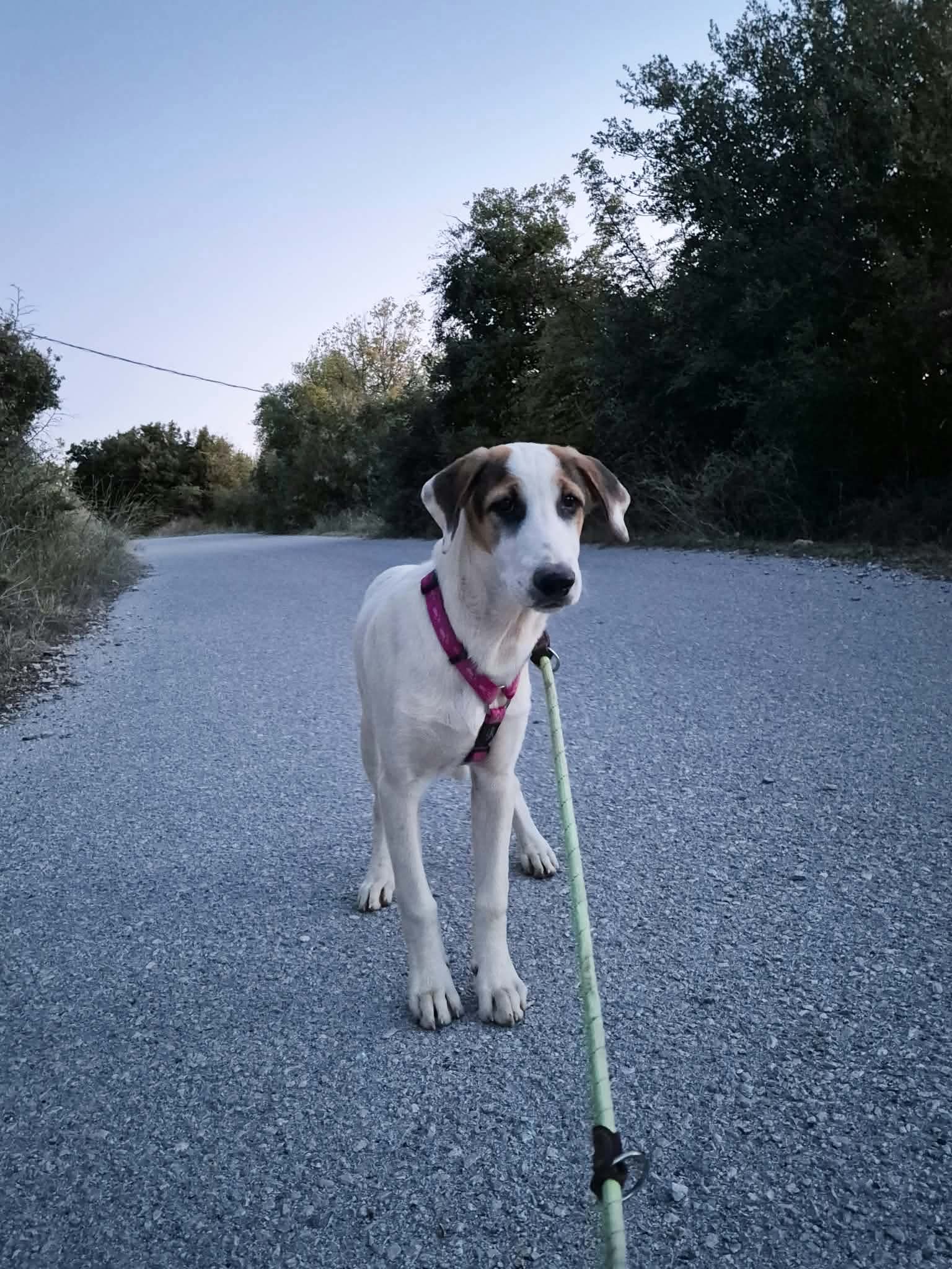 Pepi Zorro Dogsavior Okt26 2