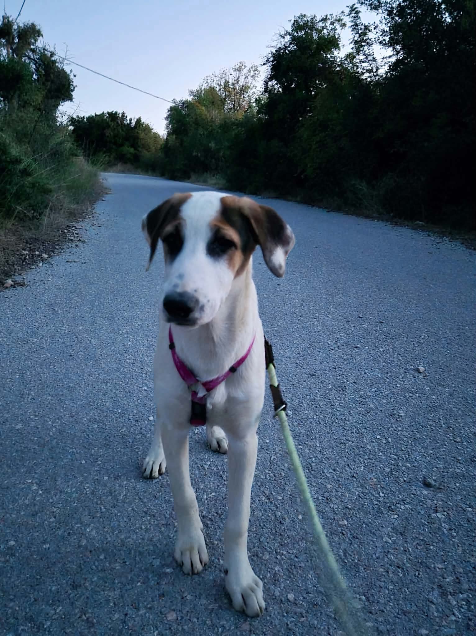 Pepi Zorro Dogsavior Okt26 3