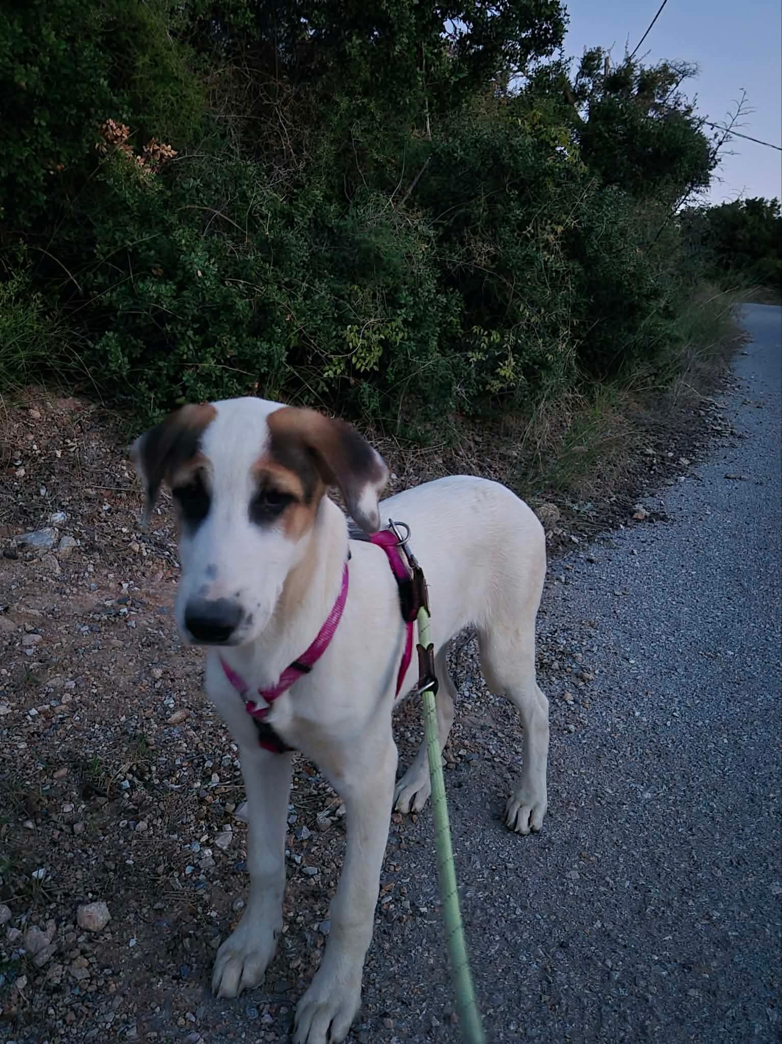 Pepi Zorro Dogsavior Okt26 4