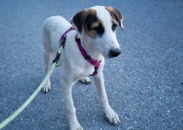 Pepi Zorro Dogsavior Okt26 Beitragsbild