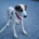 Pepi Zorro Dogsavior Okt26 Beitragsbild