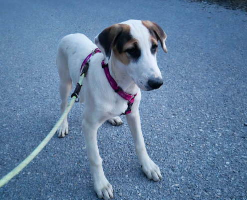 Pepi Zorro Dogsavior Okt26 Beitragsbild