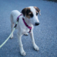 Pepi Zorro Dogsavior Okt26 Beitragsbild